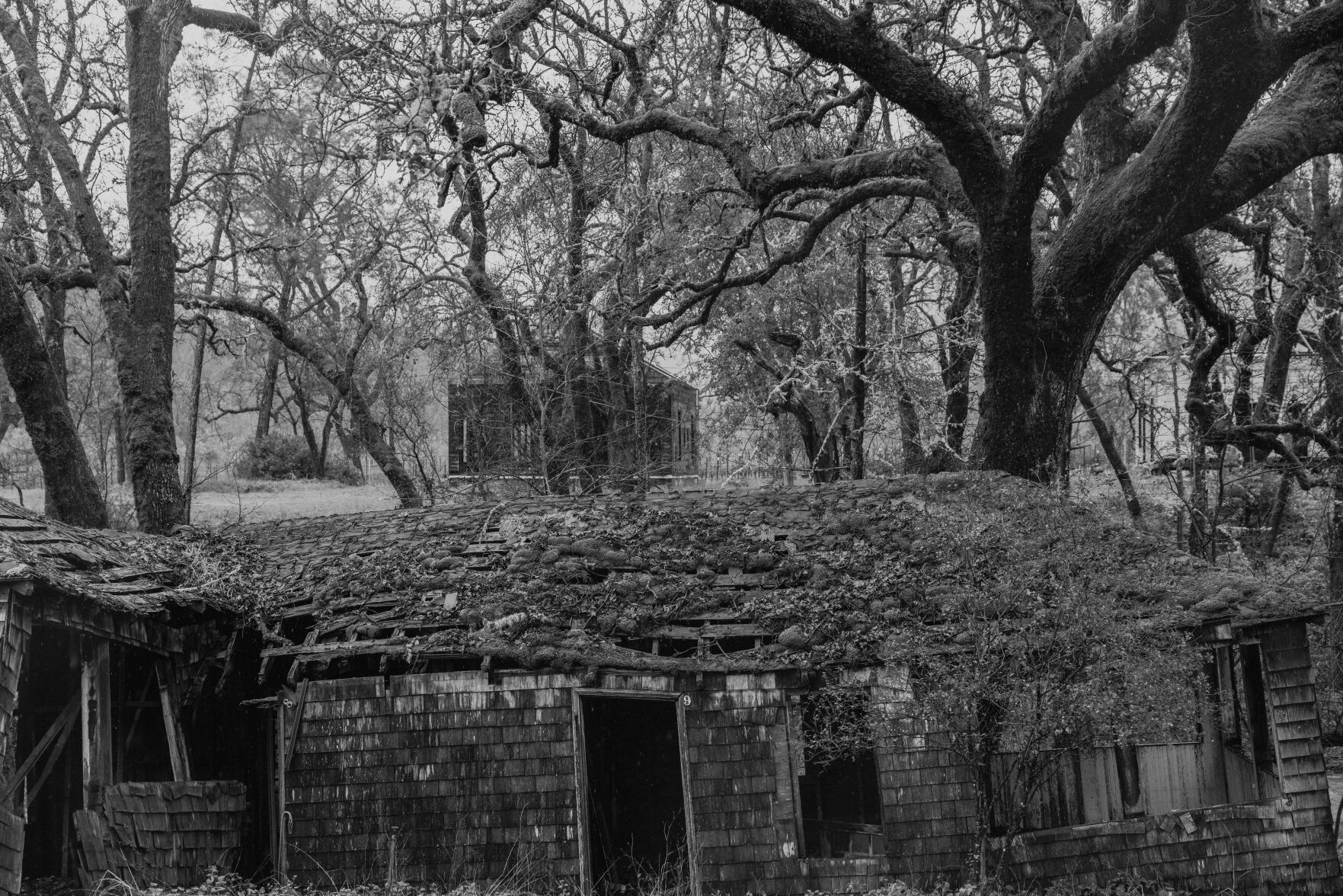 Aetna Springa BW